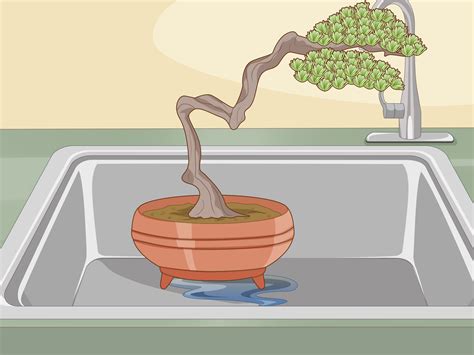 how to water bonsai trees